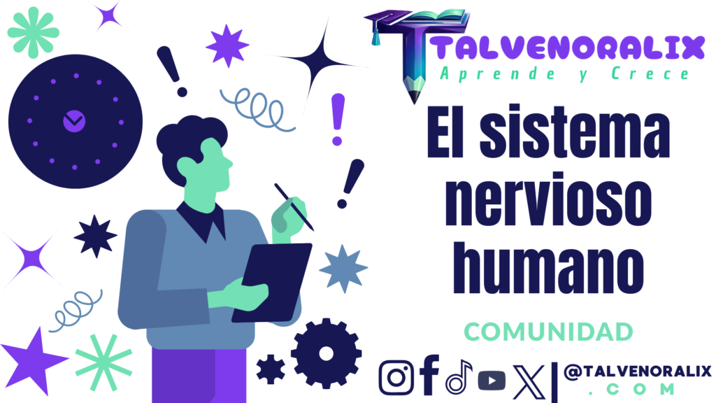 El sistema nervioso humano